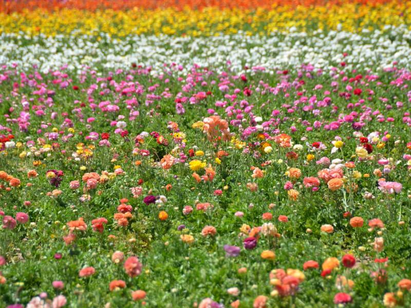 Sonhar com Campo de Flores