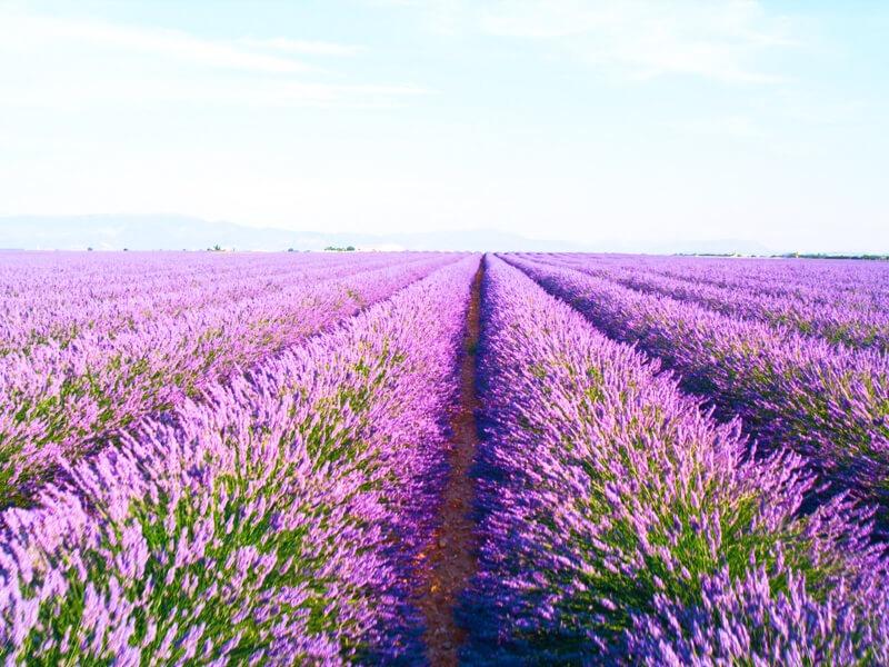 Sonhar com Campo de Lavanda
