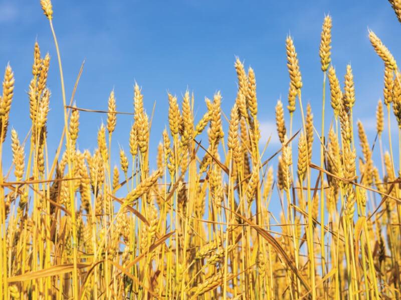 Sonhar com Campo de Trigo