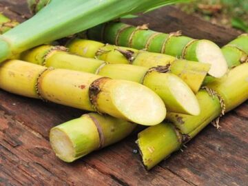 Sonhar com Cana de Açúcar