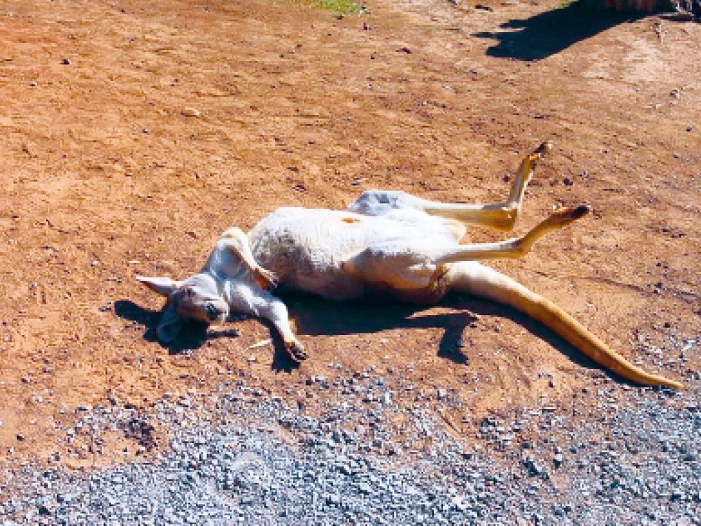 Sonhar com Canguru Morto