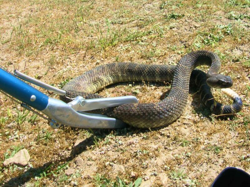 Sonhar com Pegando Cobras
