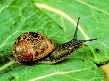 Sonhar com Caracóis