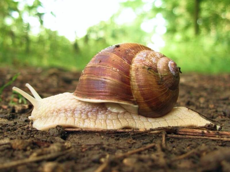 Sonhar com Caracóis Brancos