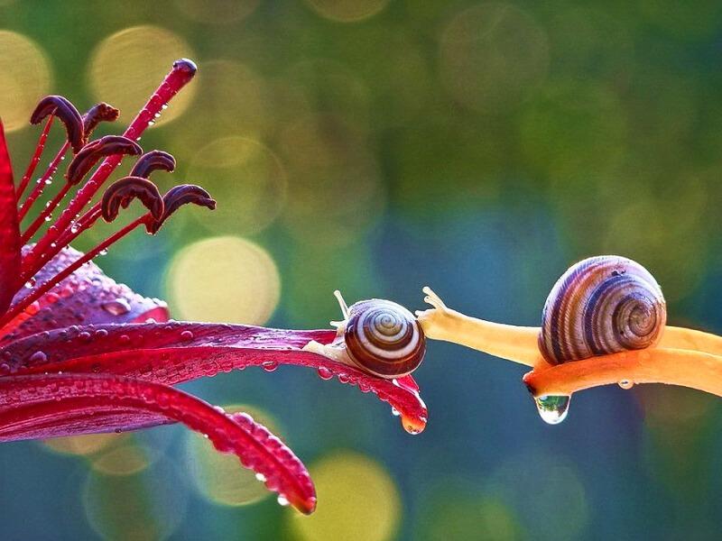 Sonhar com Caracóis Bonitos