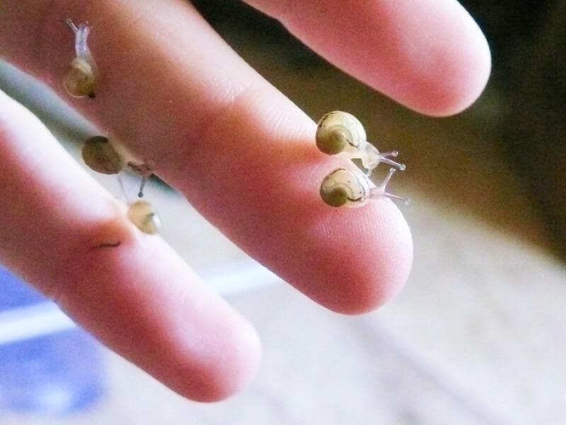 Sonhar com Chiquitos Caracóis
