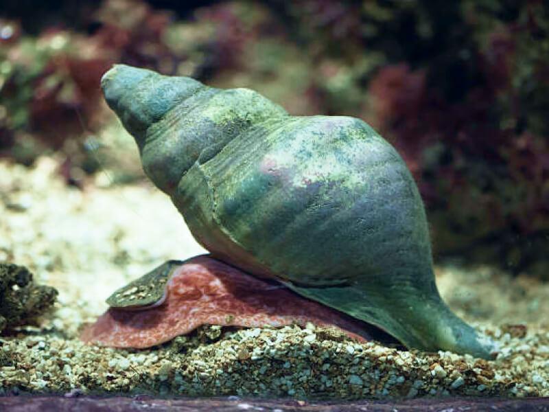 Sonhar com Caracóis do Mar