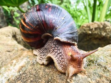 Thumbnail Sonhar com Caracóis Terrestres