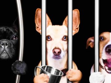 Thumbnail Sonhar com Prisão de Animais