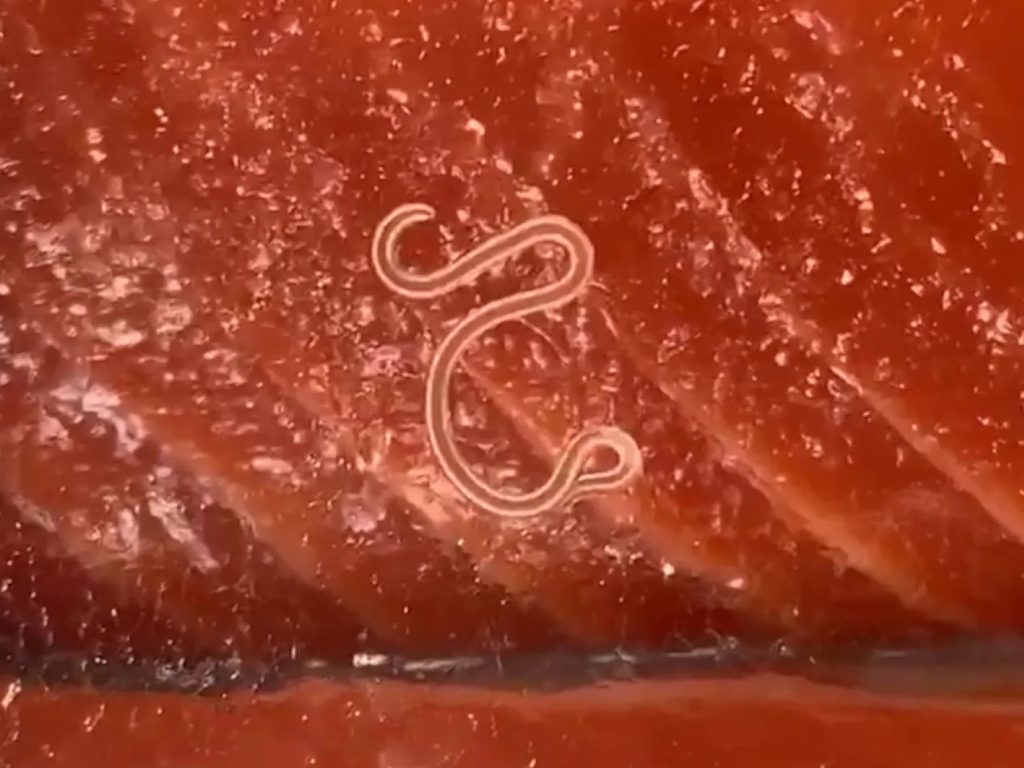 Sonhar com Carne com Vermes