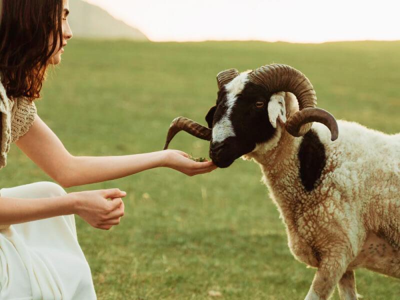 Sonhar com Animais de estimação Rams