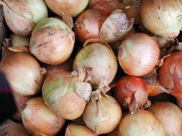 Sonhar com Cebola