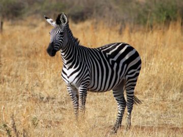 Sonhar com Zebra