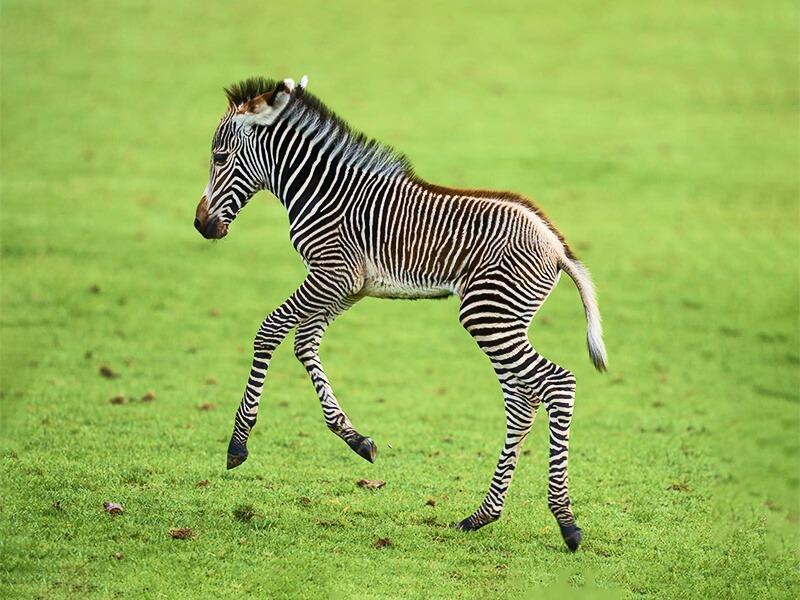 Sonhar com Zebra Bebê