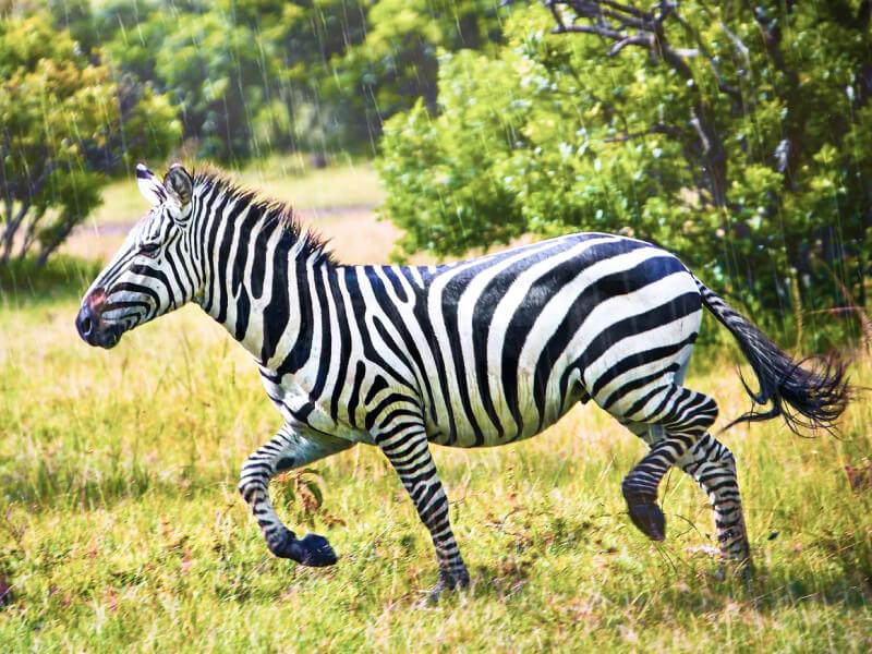 Sonhar com Zebra Ambulante