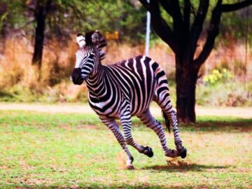 Sonhar com Zebra Correndo