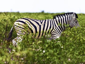 Sonhar com Zebra Gigante