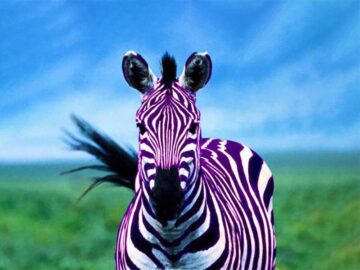 Sonhar com Zebra Roxa