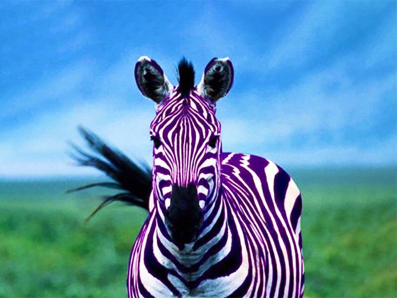 Sonhar com Zebra Roxa