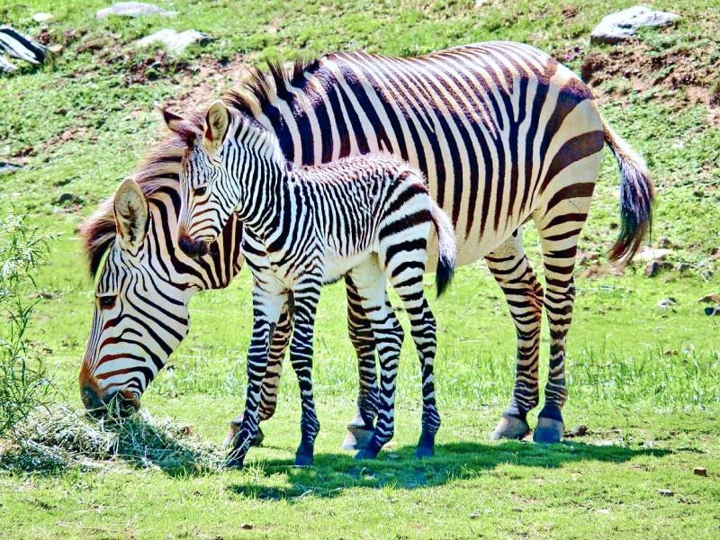 Sonhar com Zebra Dando à Luz
