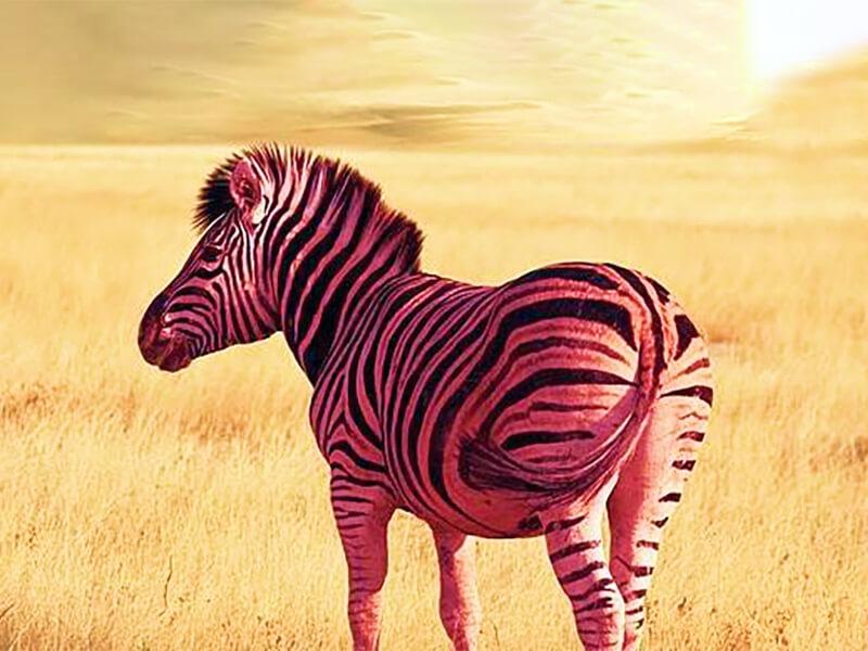Sonhar com Zebra Rosa