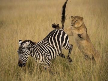 Thumbnail Sonhar com Zebras e Leões