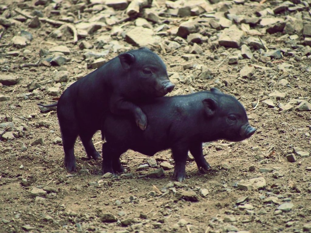 Sonhar com Porcos Pretos