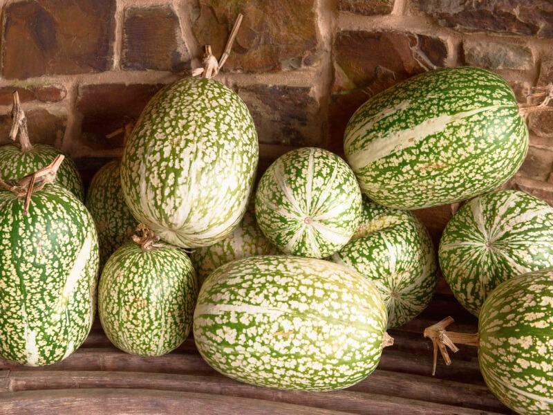Sonhar com Chilacayotes