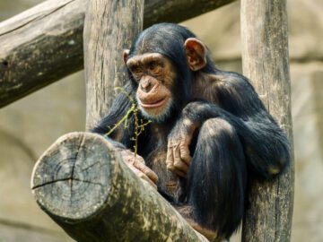 Thumbnail Sonhar com Chimpanzé