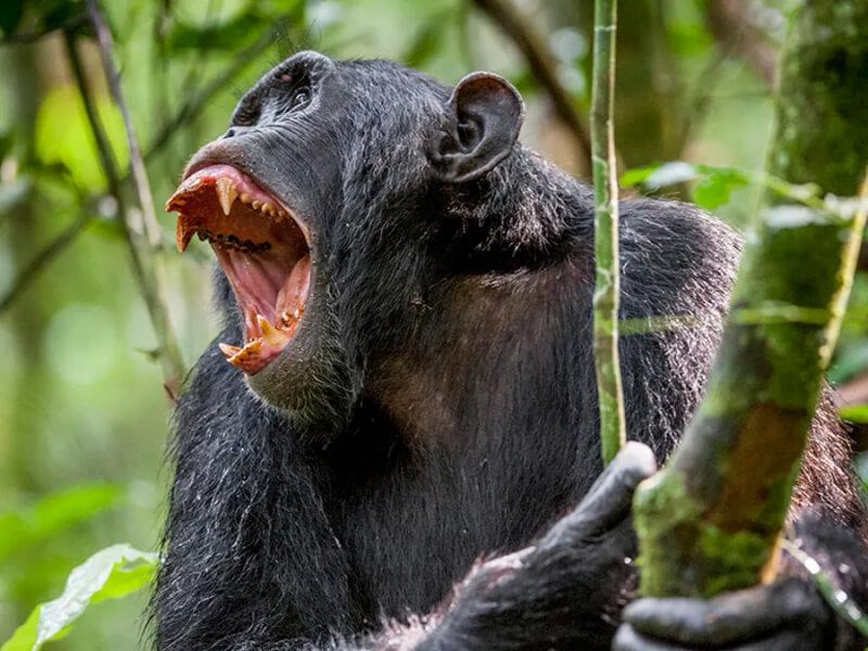 Sonhar com Chimpanzés Agressivos