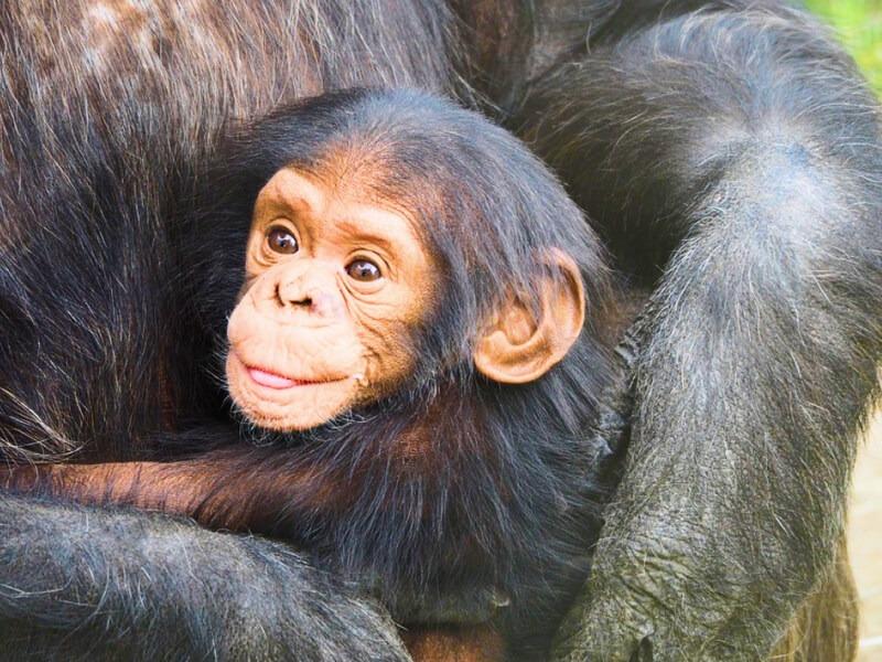 Sonhar com Bebê Chimpanzé