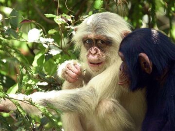 Sonhar com Chimpanzé Branco