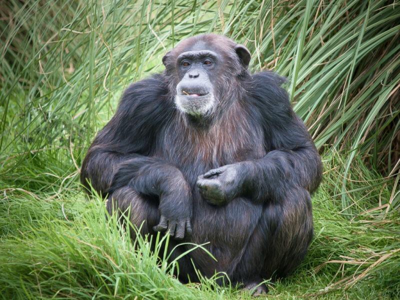 Sonhar com Chimpanzé Grande