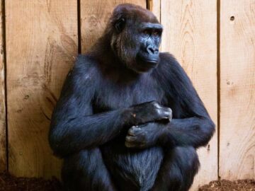 Thumbnail Sonhar com Chimpanzé Preto