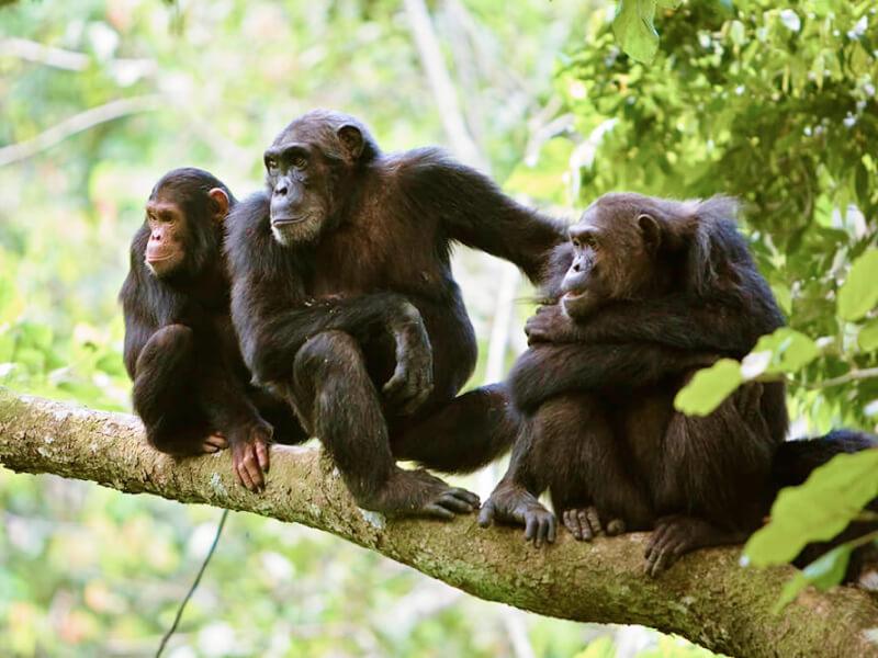 Sonhar com Chimpanzés e Macacos