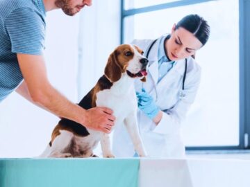 Thumbnail Sonhar com Clínica Veterinária