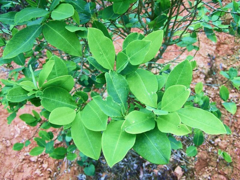 Sonhar com Coca Verde