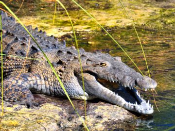 Thumbnail Sonhar com Crocodilos Agressivos