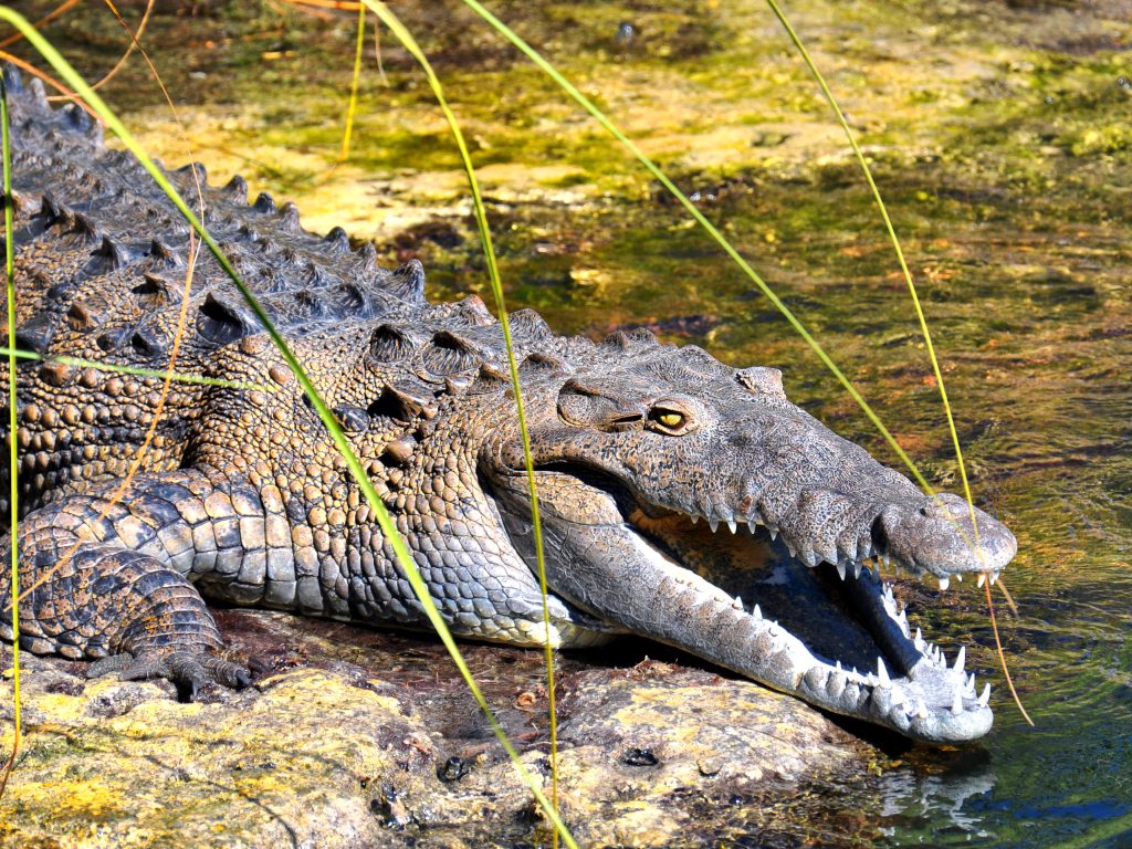 Sonhar com Crocodilos Agressivos
