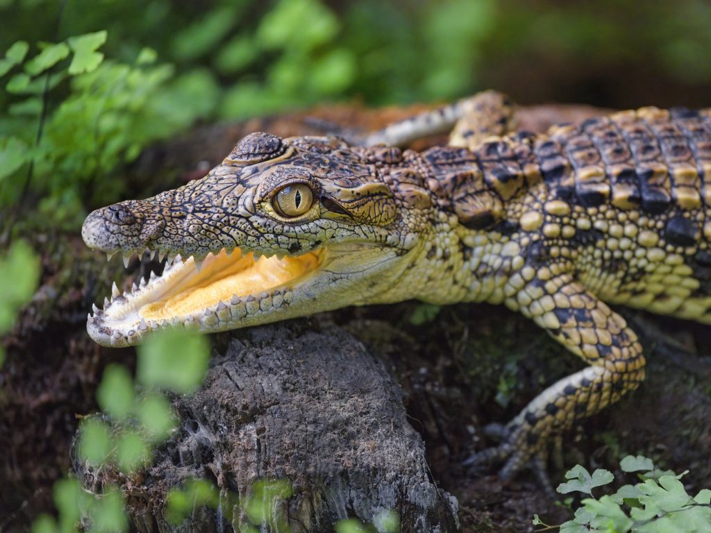 Sonhar com Crocodilos Bebês