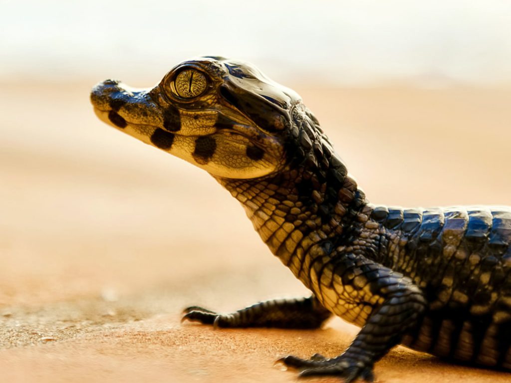 Sonhar com Bonitos de Crocodilo