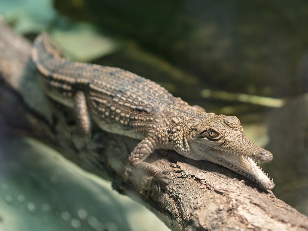 Sonhar com Crocodilos Chiquito