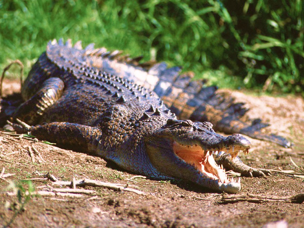 Sonhar com Crocodilos Gigantes