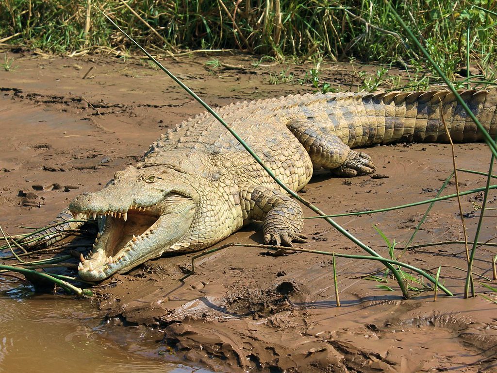 Sonhar com Crocodilos Grandes