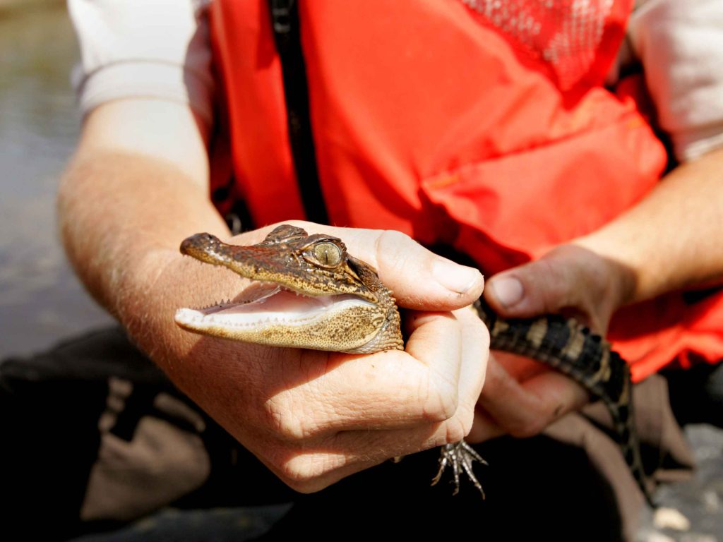 Sonhar com Crocodilos Mansos