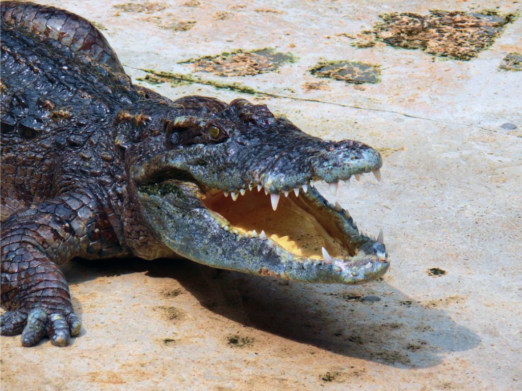 Sonhar com Crocodilos Pretos