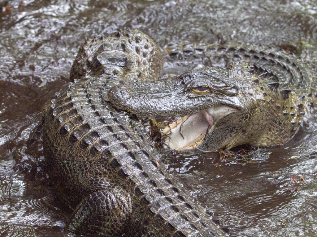 Sonhar com Crocodilos Lutando