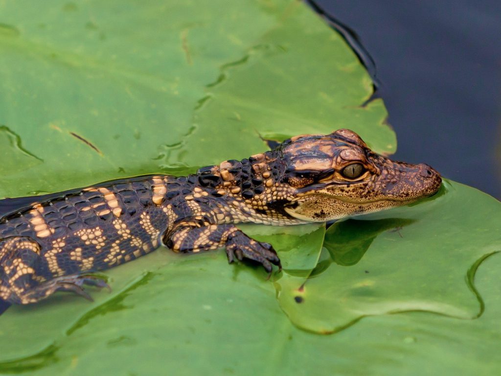 Sonhar com Crocodilos Pequenos