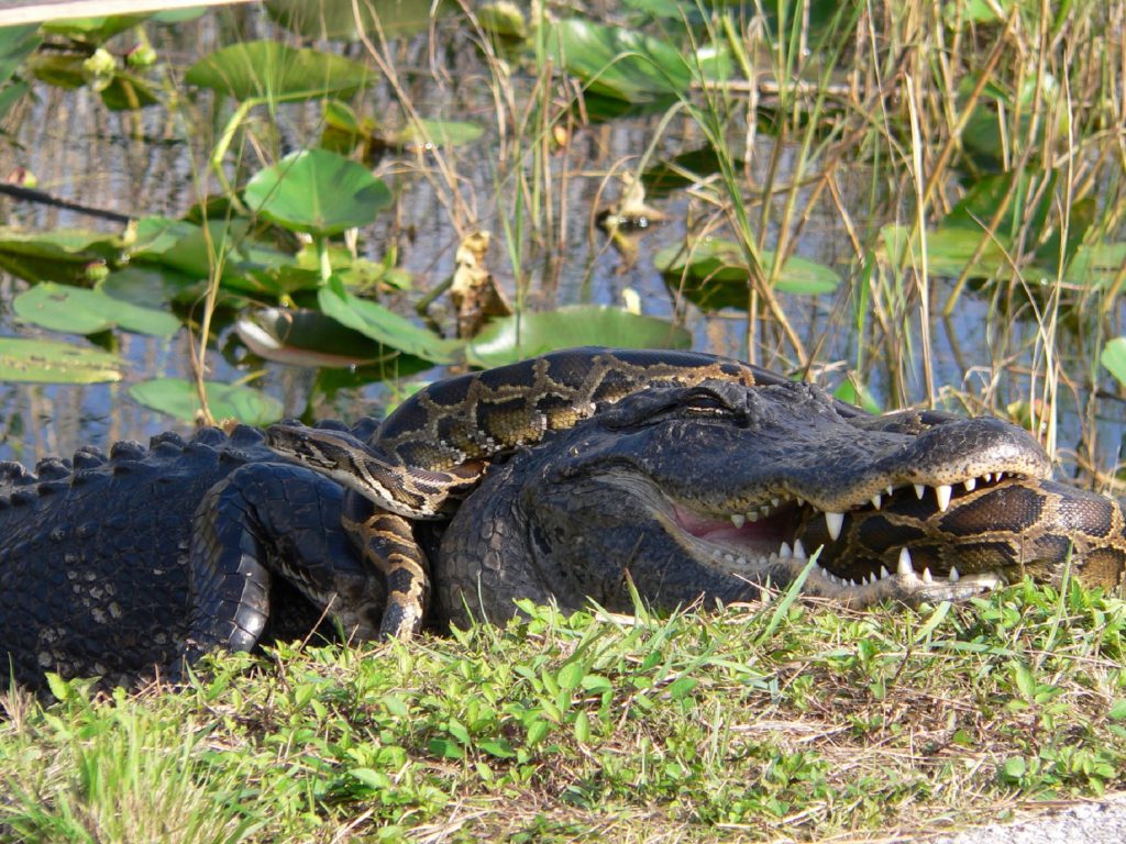Sonhar com Crocodilos e Anacondas