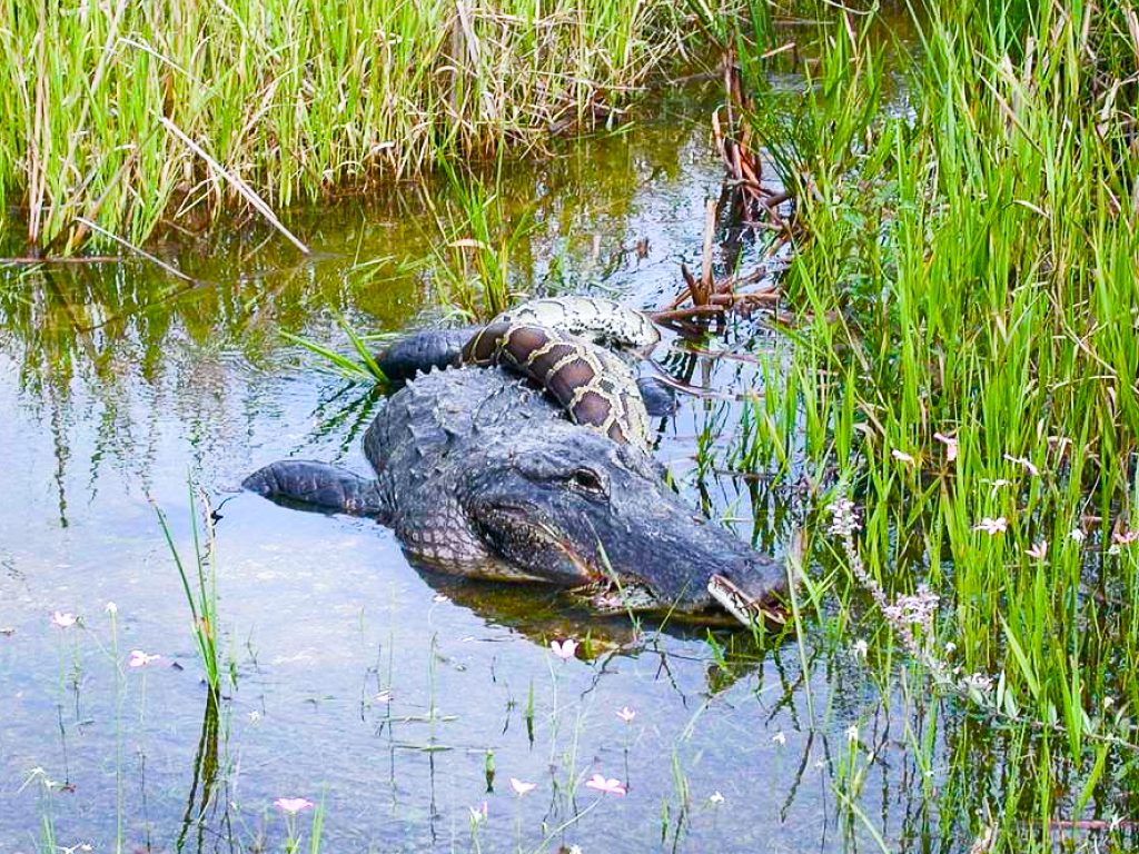 Sonhar com Crocodilos e Cobras